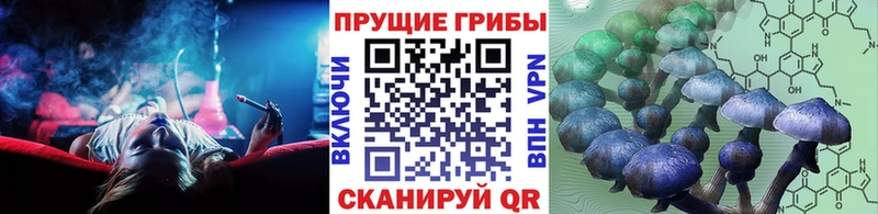 Купить  Полярные Зори  Псилоцибиновые грибы Psilocybine cubensis 